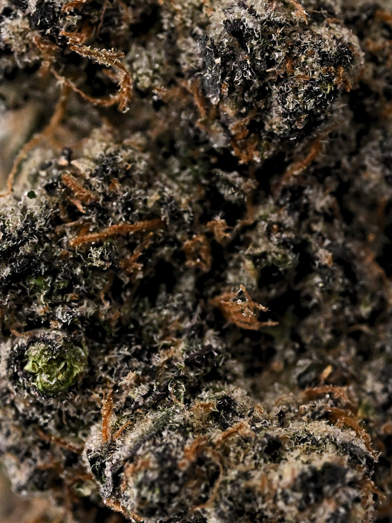 Death Star Indoor Living Soil Exotic THCa Flower August Cannabis Club