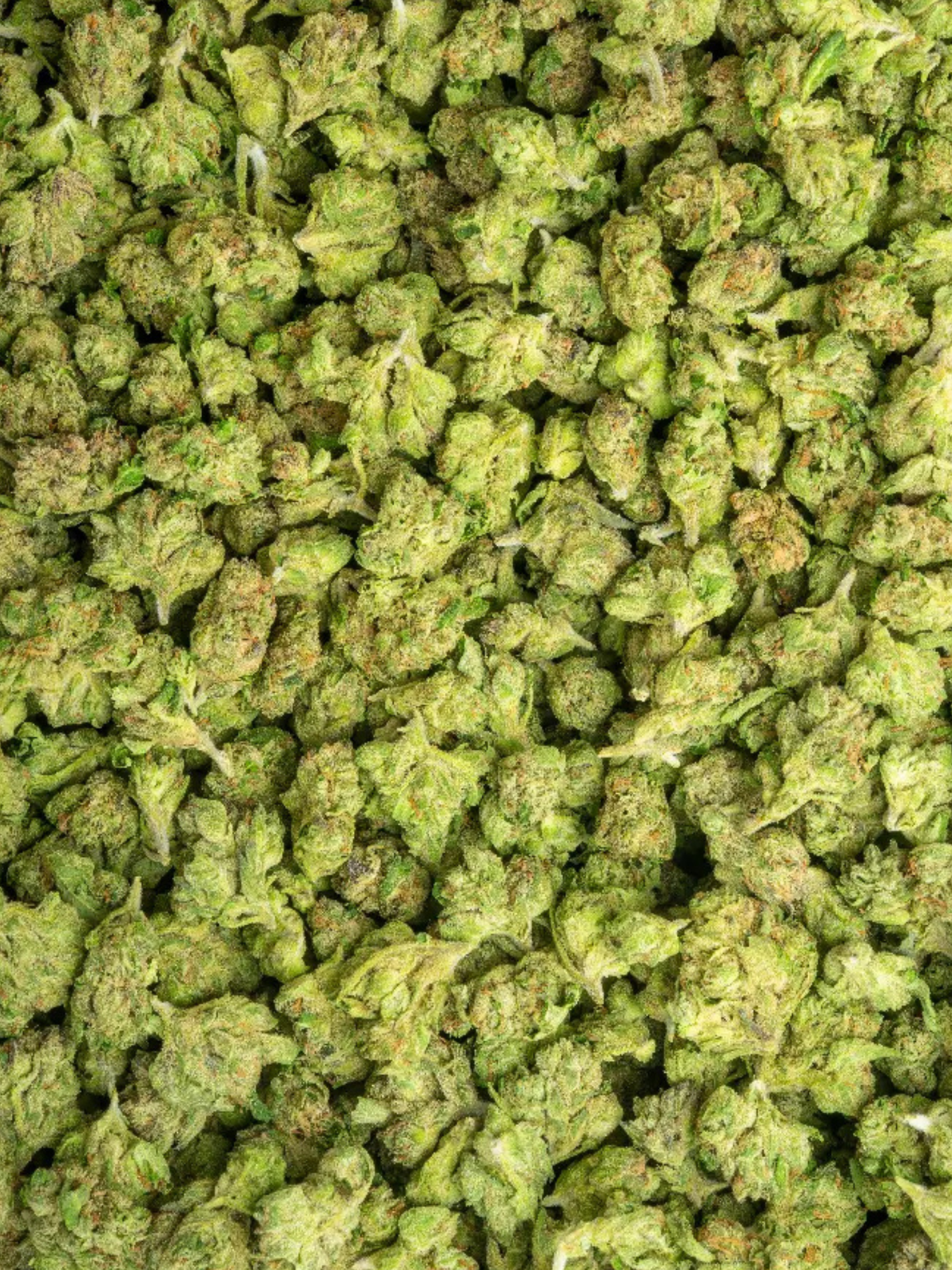 Dolce Gelato Greenhouse Smalls Hybird August Cannabis Club THCA Flower