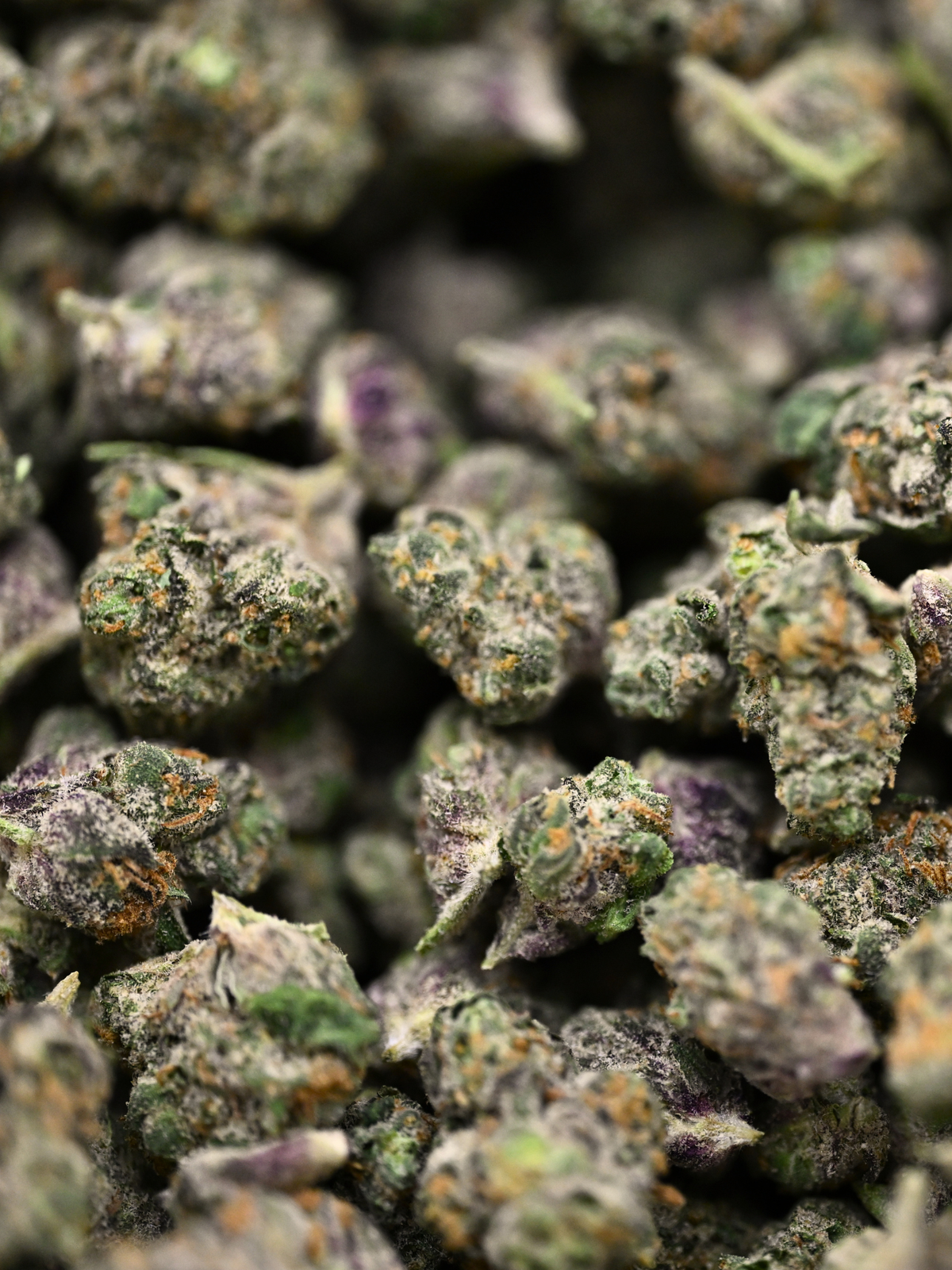 Electric Kool-Aid Exotic Smalls August Cannabis Club THCA Flower