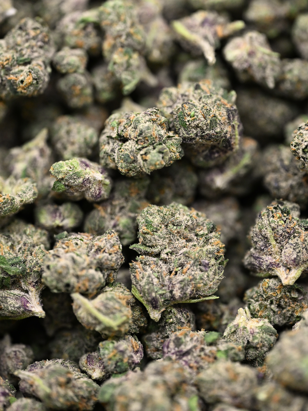 Electric Kool-Aid Exotic Smalls August Cannabis Club THCA Flower