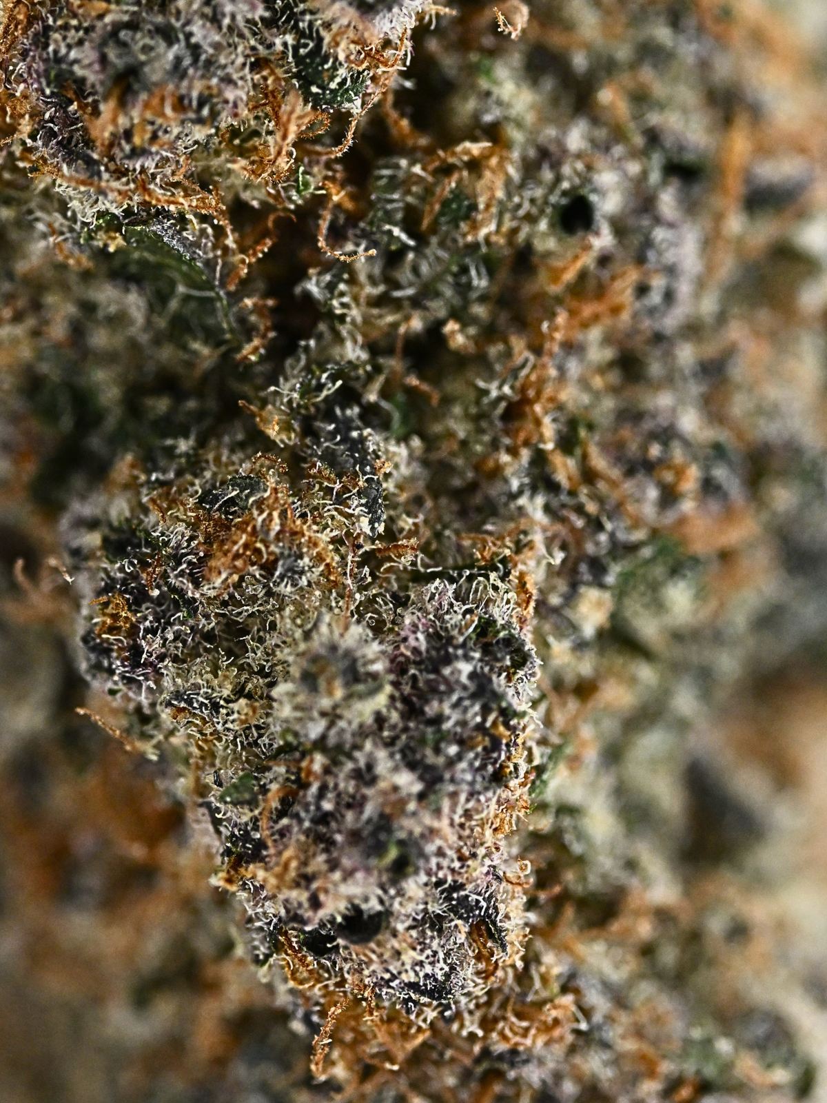 Exotic Skunk THCA Indoor Living Soil Flower Private Reserve Closeup