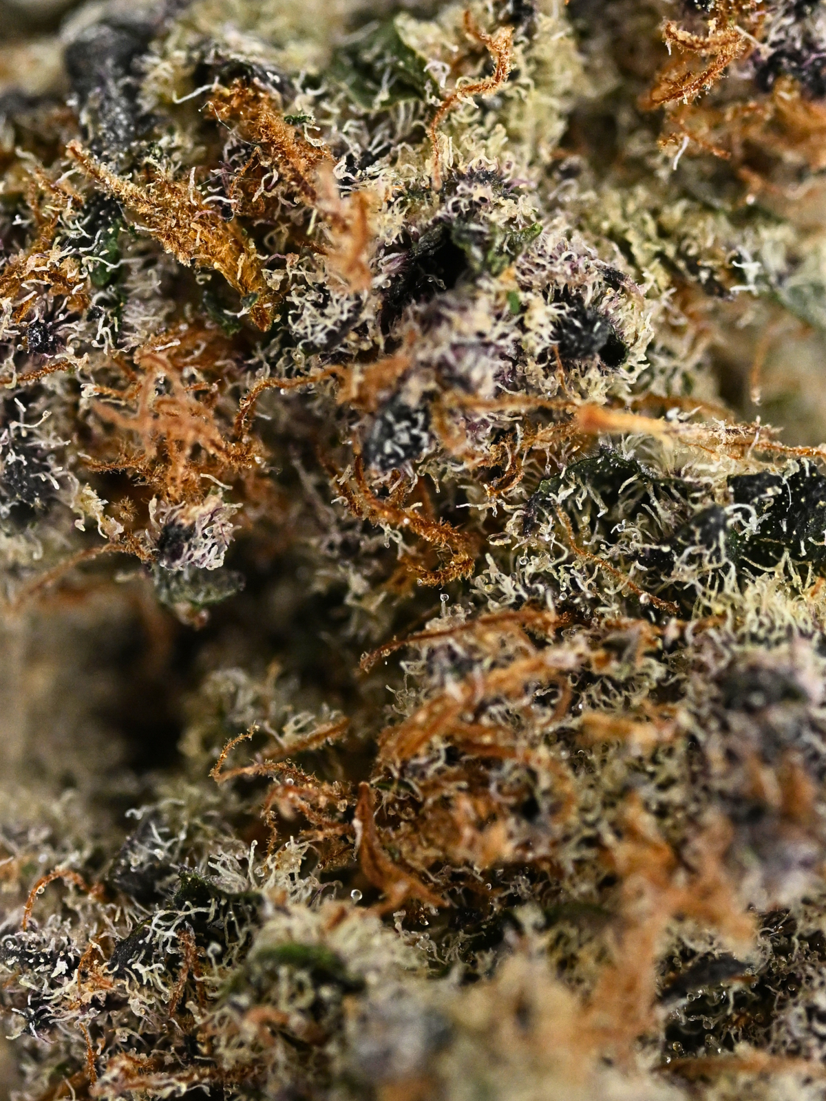 Exotic Skunk THCA Indoor Living Soil Flower Private Reserve