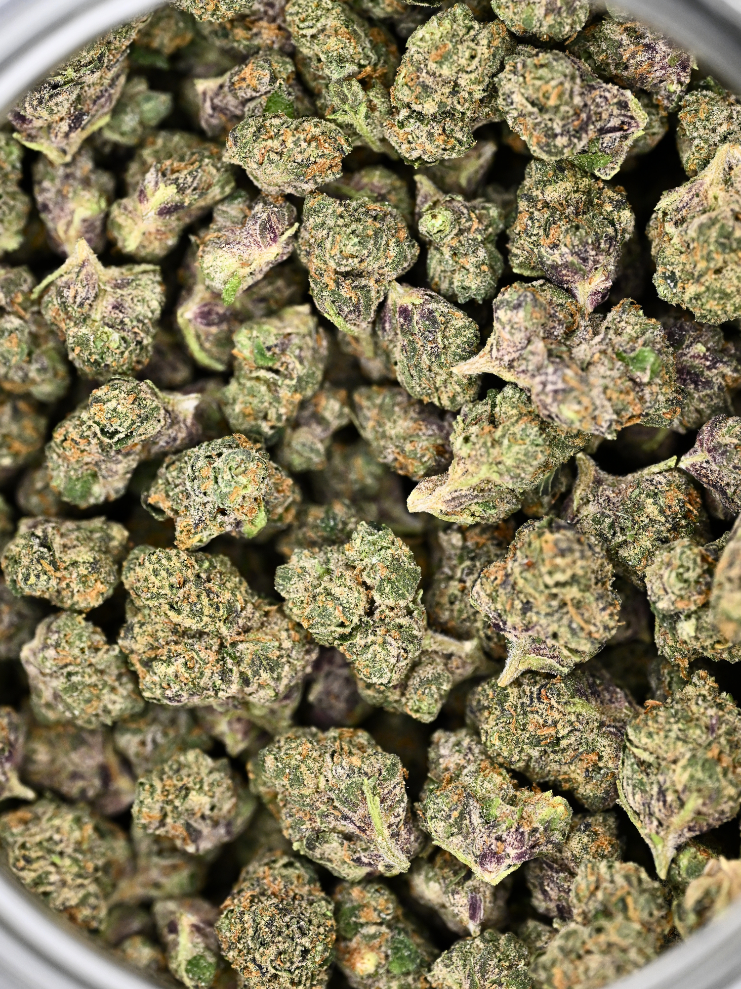 G-Force - Exotic Smalls