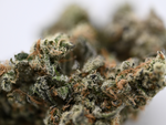 Galatic Gas Hybrid Indoor Living Soil August Cannabis Club THCA Flower
