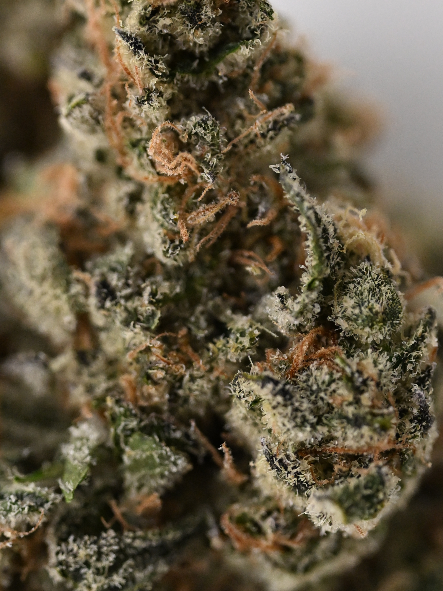 Galatic Gas Hybrid Indoor Living Soil August Cannabis Club THCA Flower