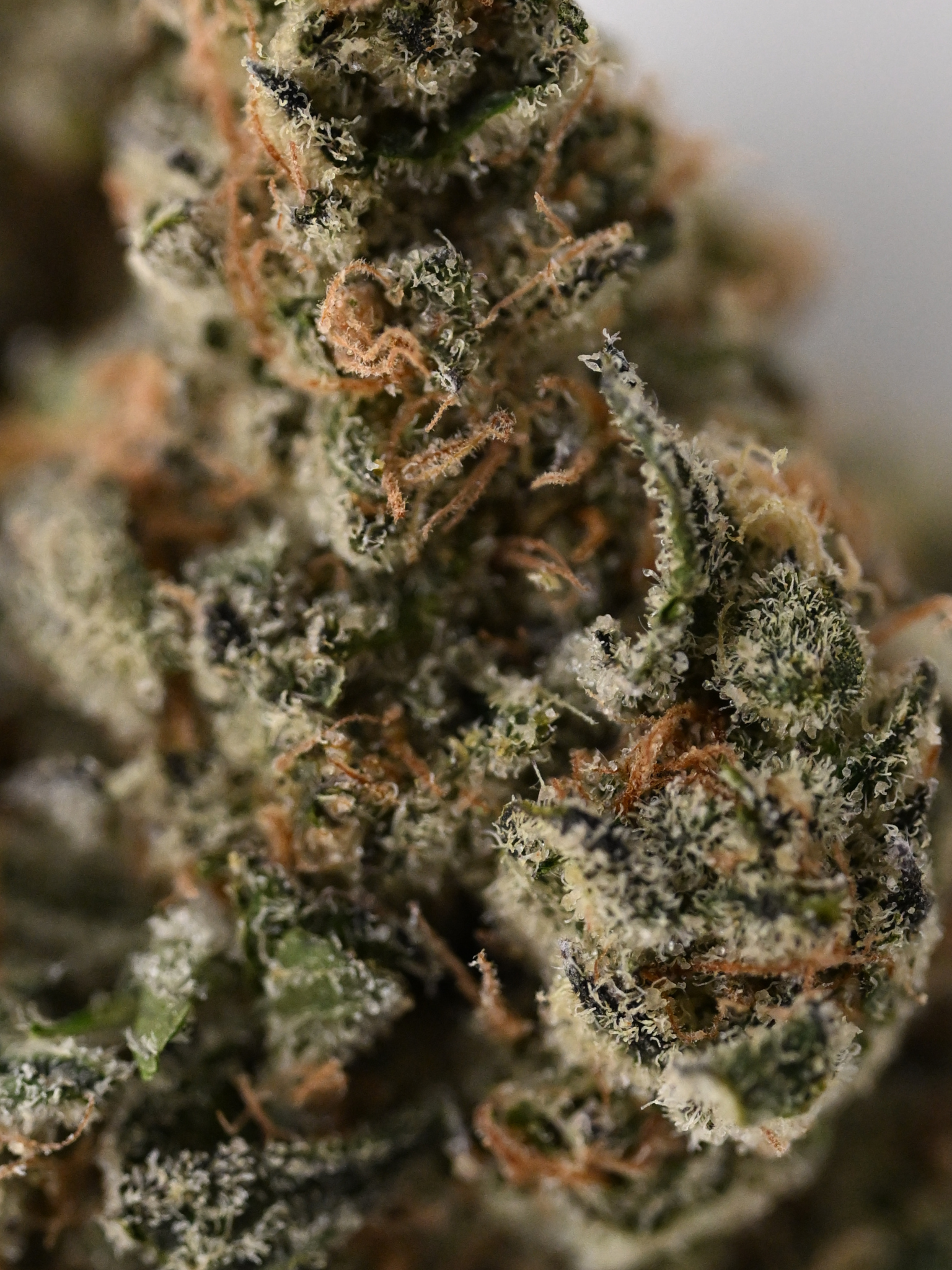 Galatic Gas Hybrid Indoor Living Soil August Cannabis Club THCA Flower