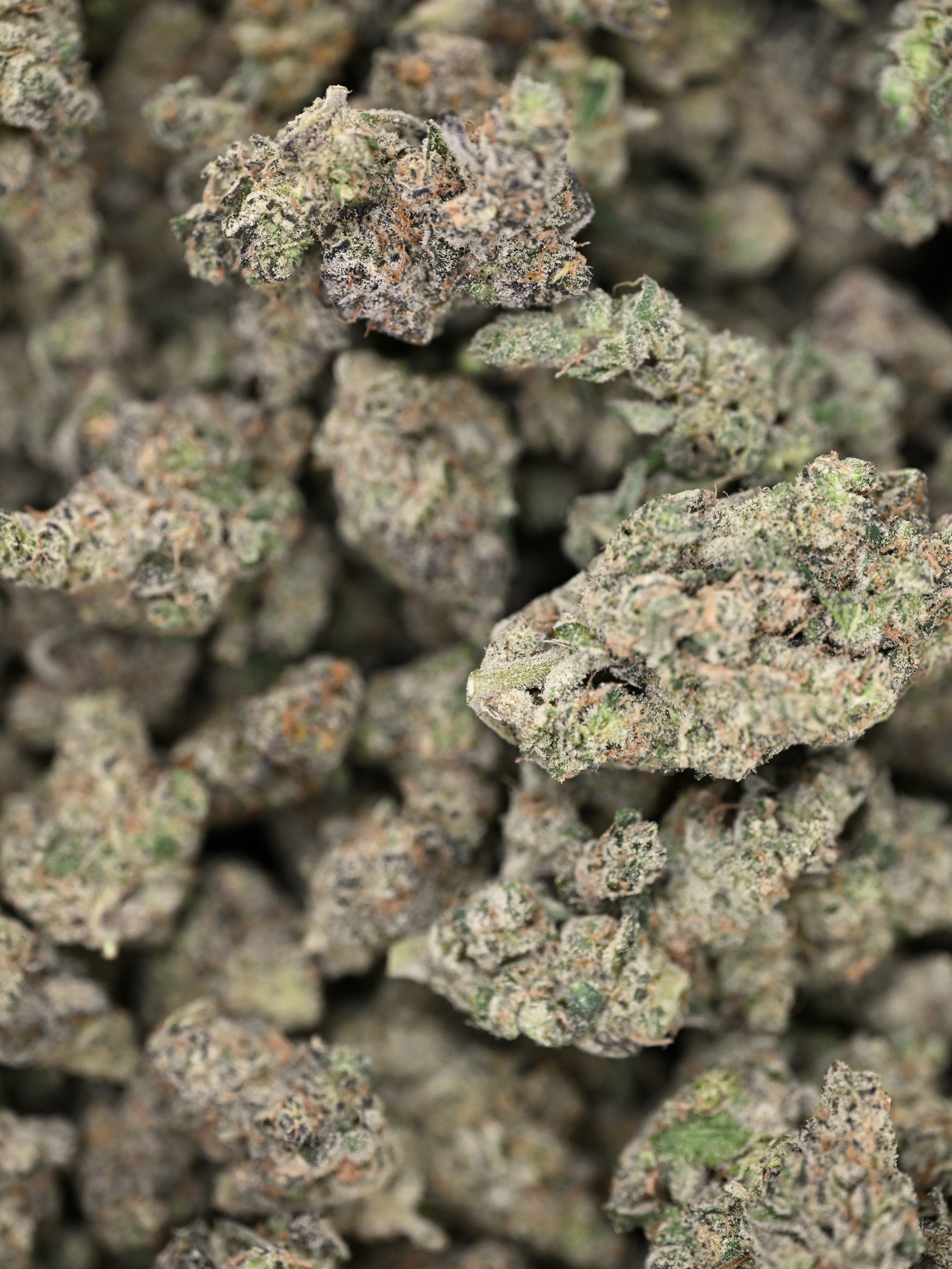 Galatic Gas Hybrid Indoor Living Soil August Cannabis Club THCA Flower