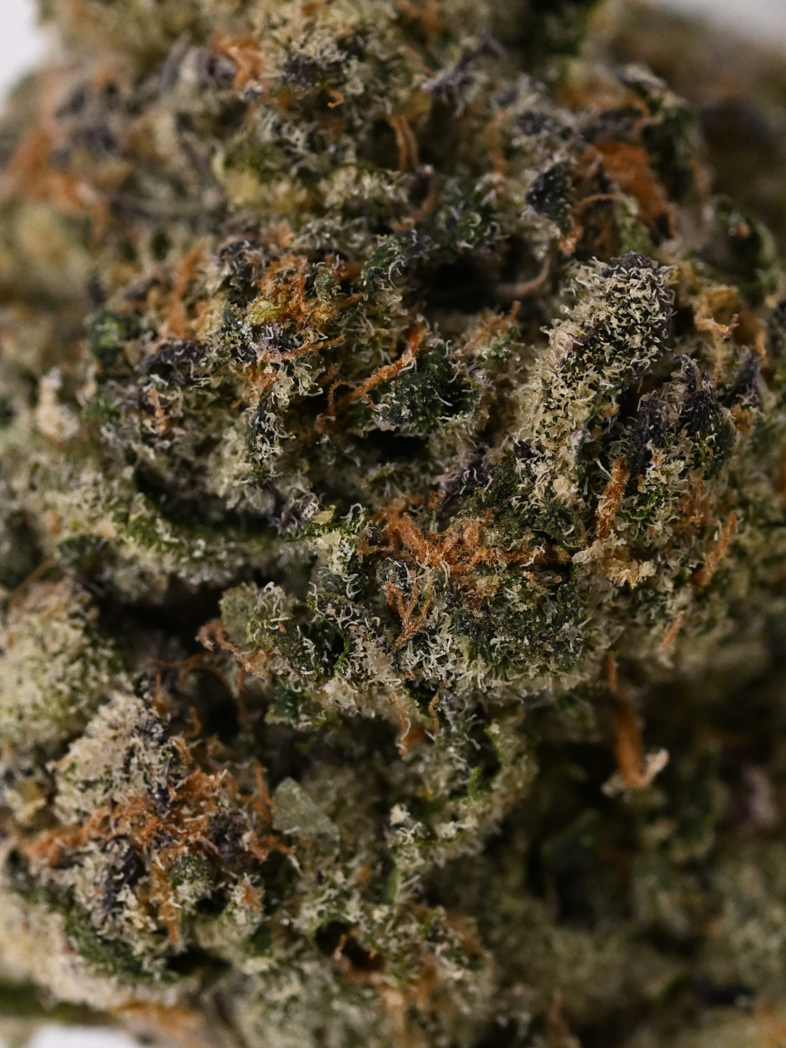Close-up of Giraffe Pussy Hybrid THCa flower showing crystal trichomes and bright orange hairs | August Cannabis Club