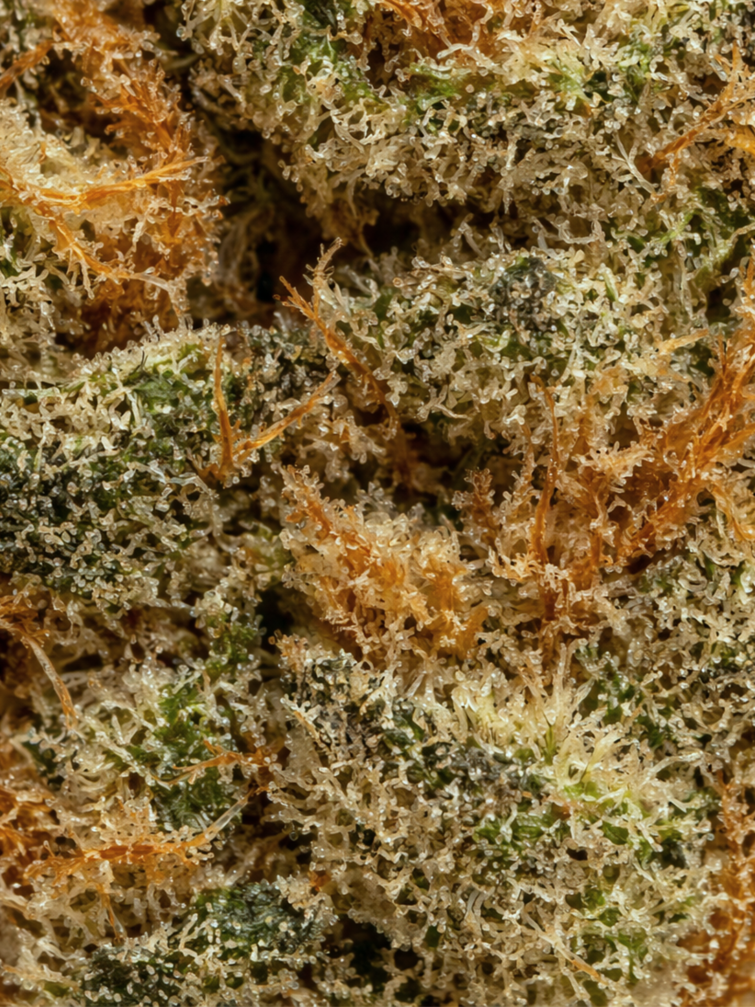 Glitter Bomb Greenhouse THCA Flower August Cannabis Club