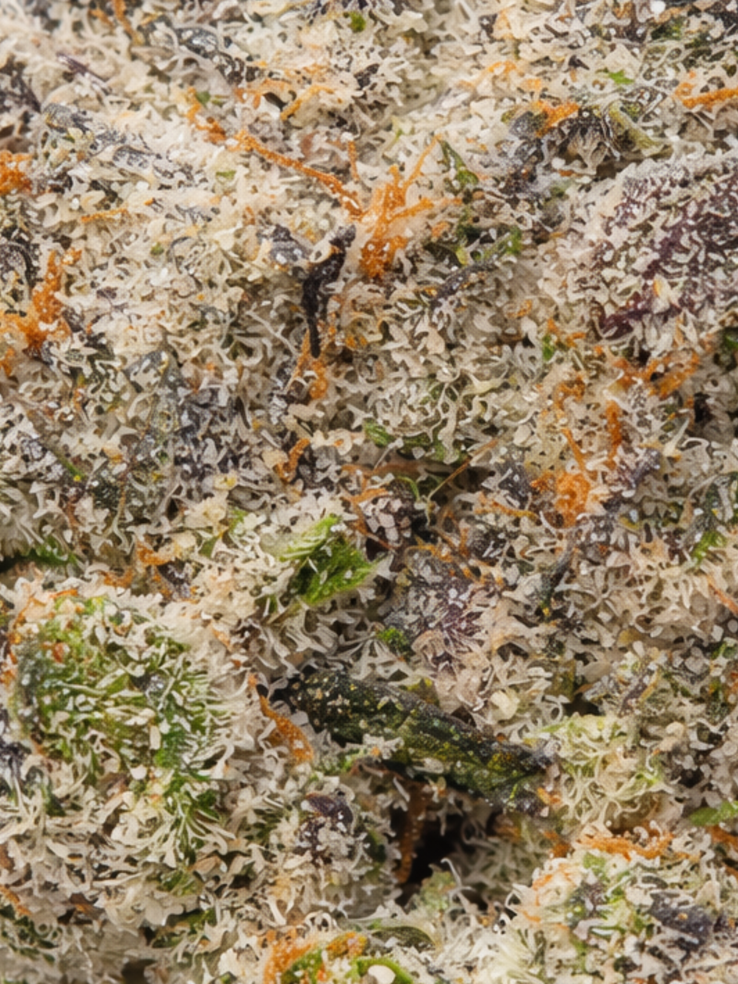 Grape Balls of Fire THCA August Cannabis Club