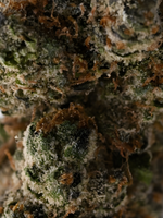 Headband August Cannabis Club Hybrid Living Soil THCA Flower