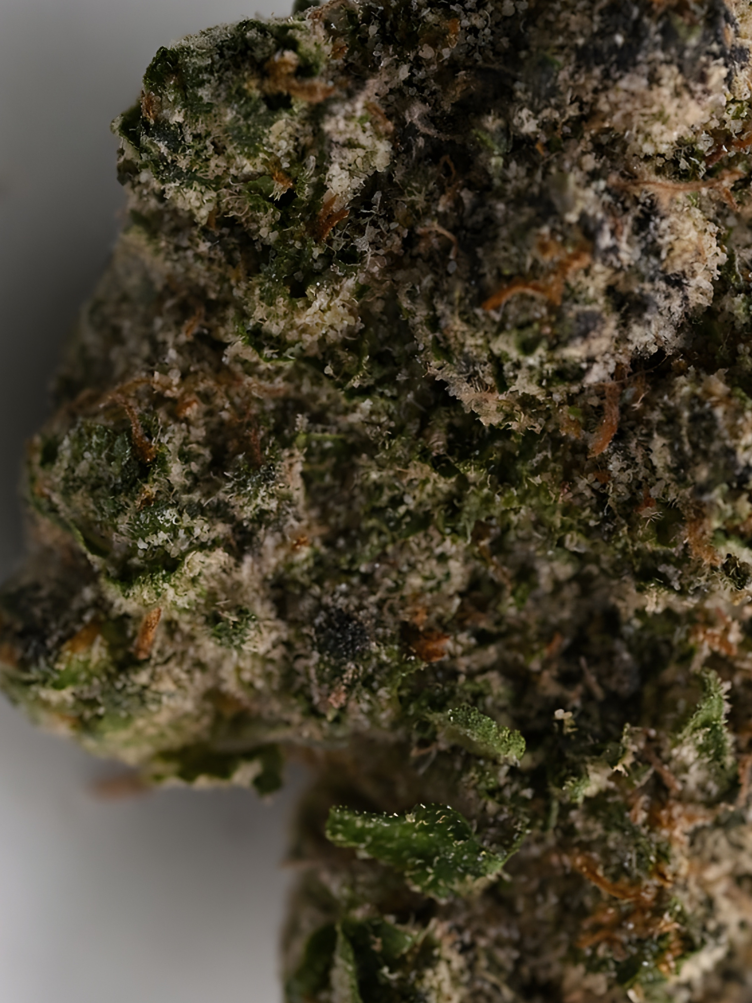 Headband August Cannabis Club Hybrid Living Soil THCA Flower