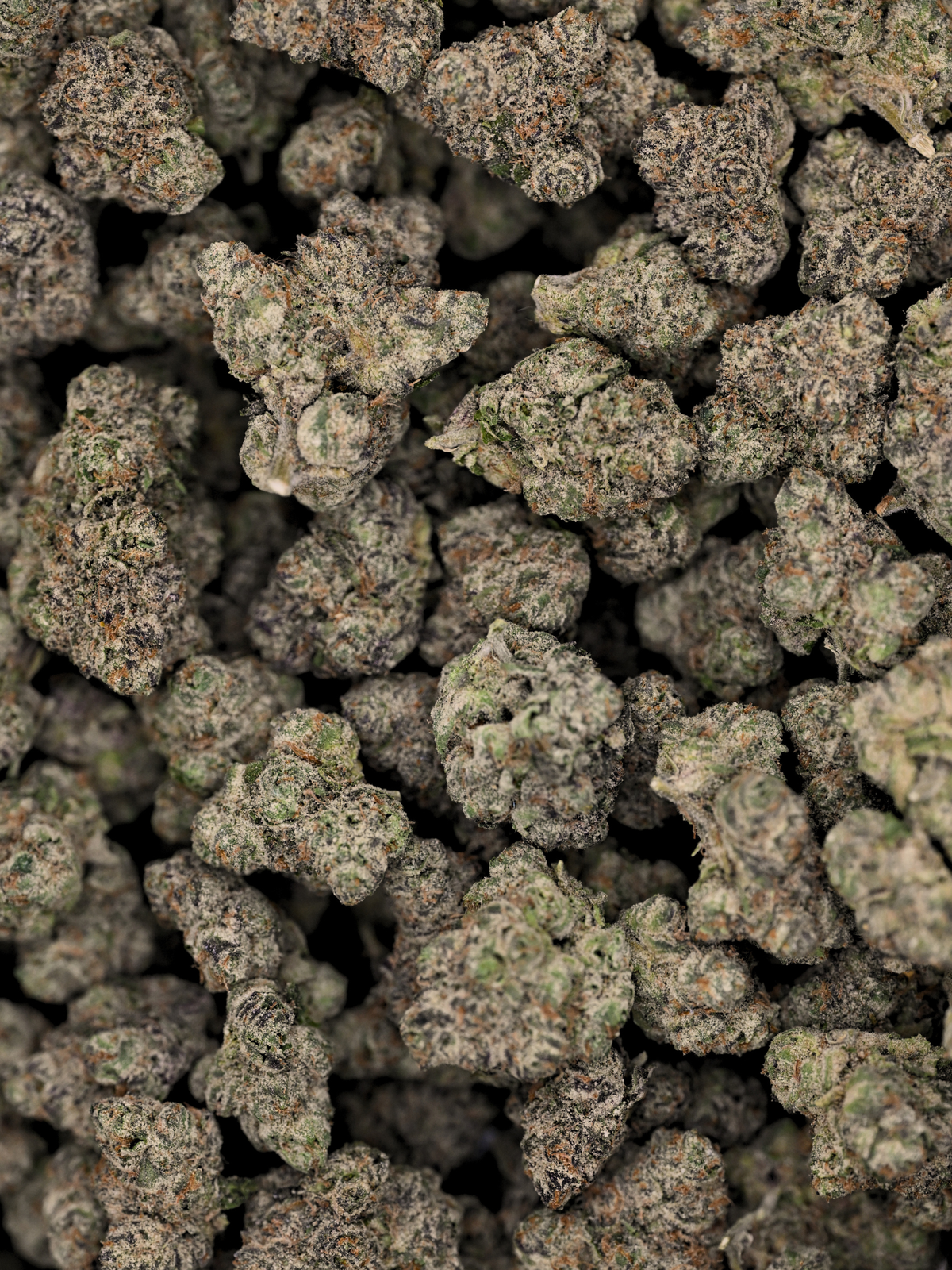 Headband August Cannabis Club Hybrid Living Soil THCA Flower