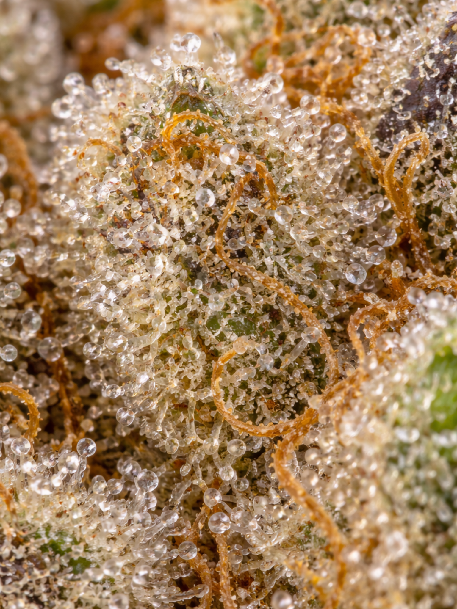 Hippie Crippler THCA Flower August Cannabis Club