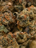 Jealousy Greenhouse Hybrid August Cannabis Club THCA Flower