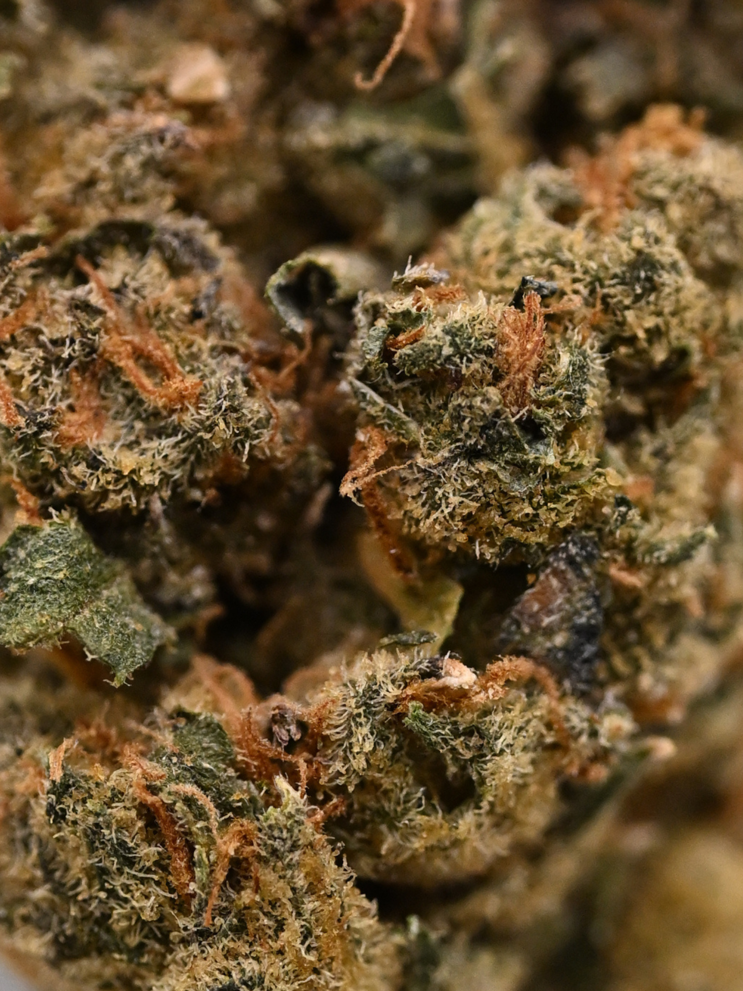 Jealousy Greenhouse Hybrid August Cannabis Club THCA Flower