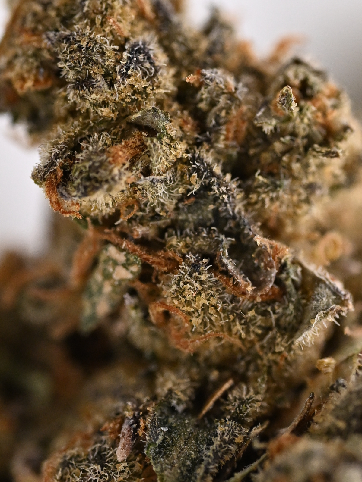 Jealousy Greenhouse Hybrid August Cannabis Club THCA Flower
