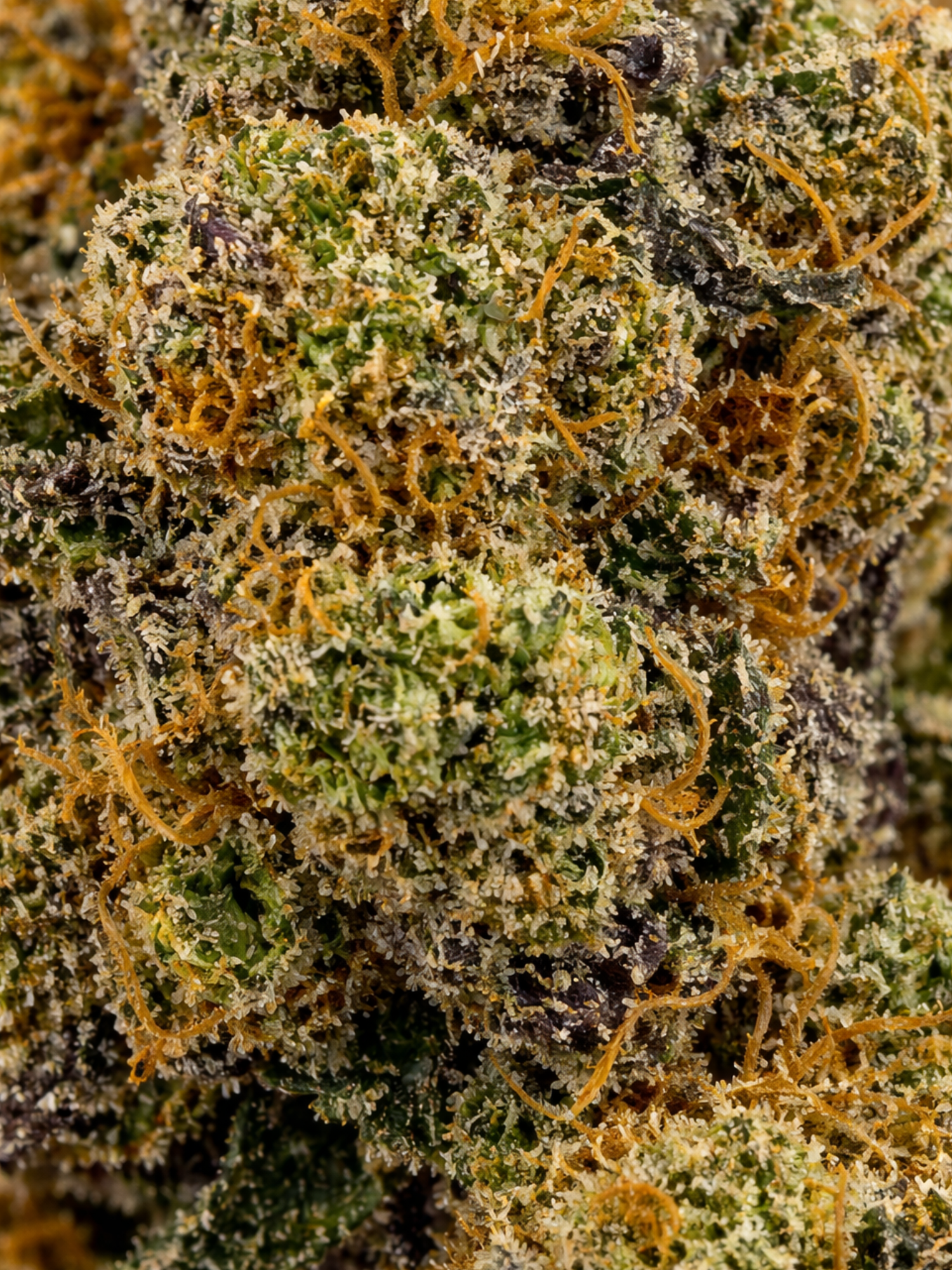 Karma 20/20 THCA August Cannabis Club THCA