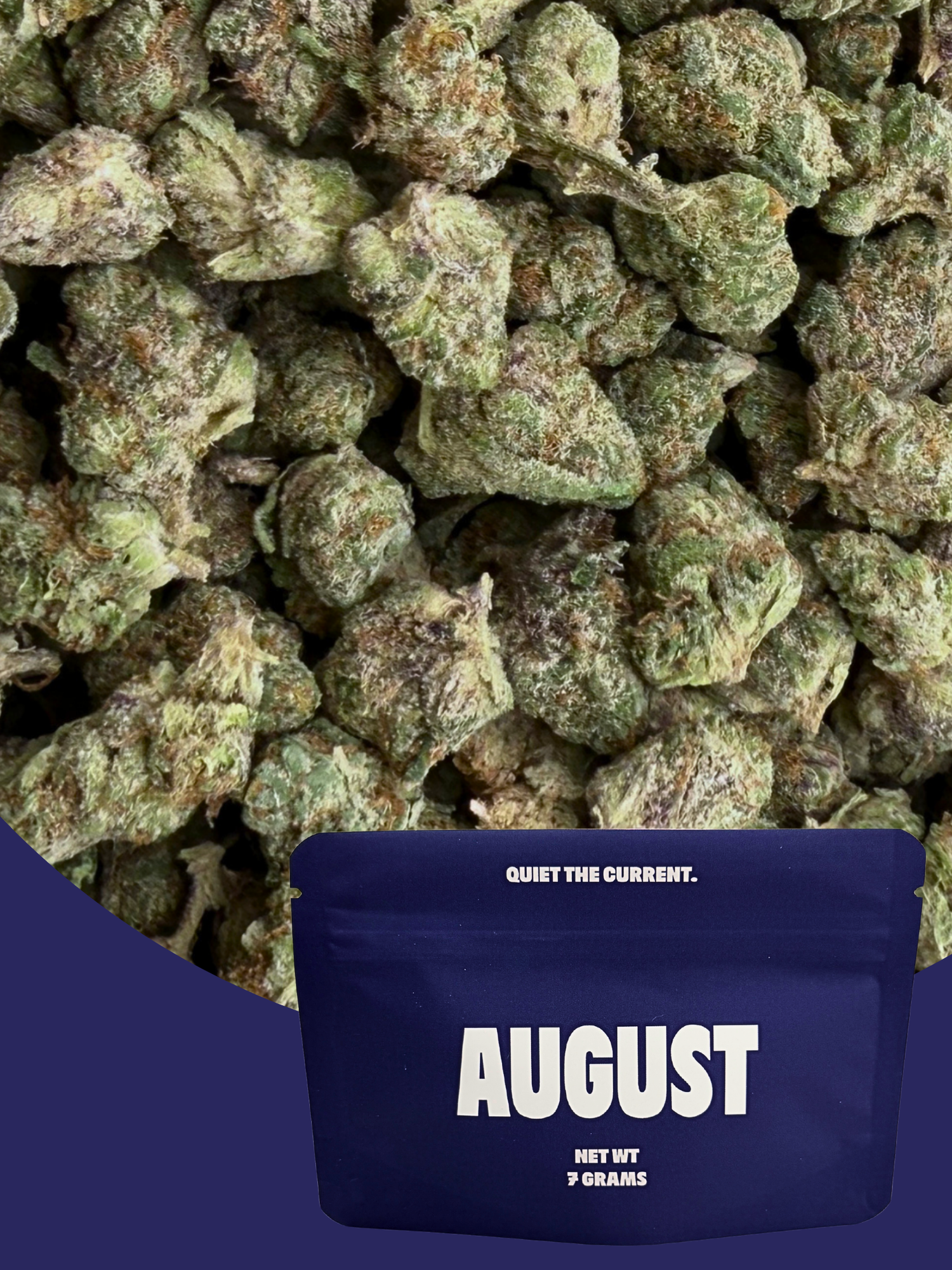King Louis THCA Indoor Living Soil Flower August Cannabis Club