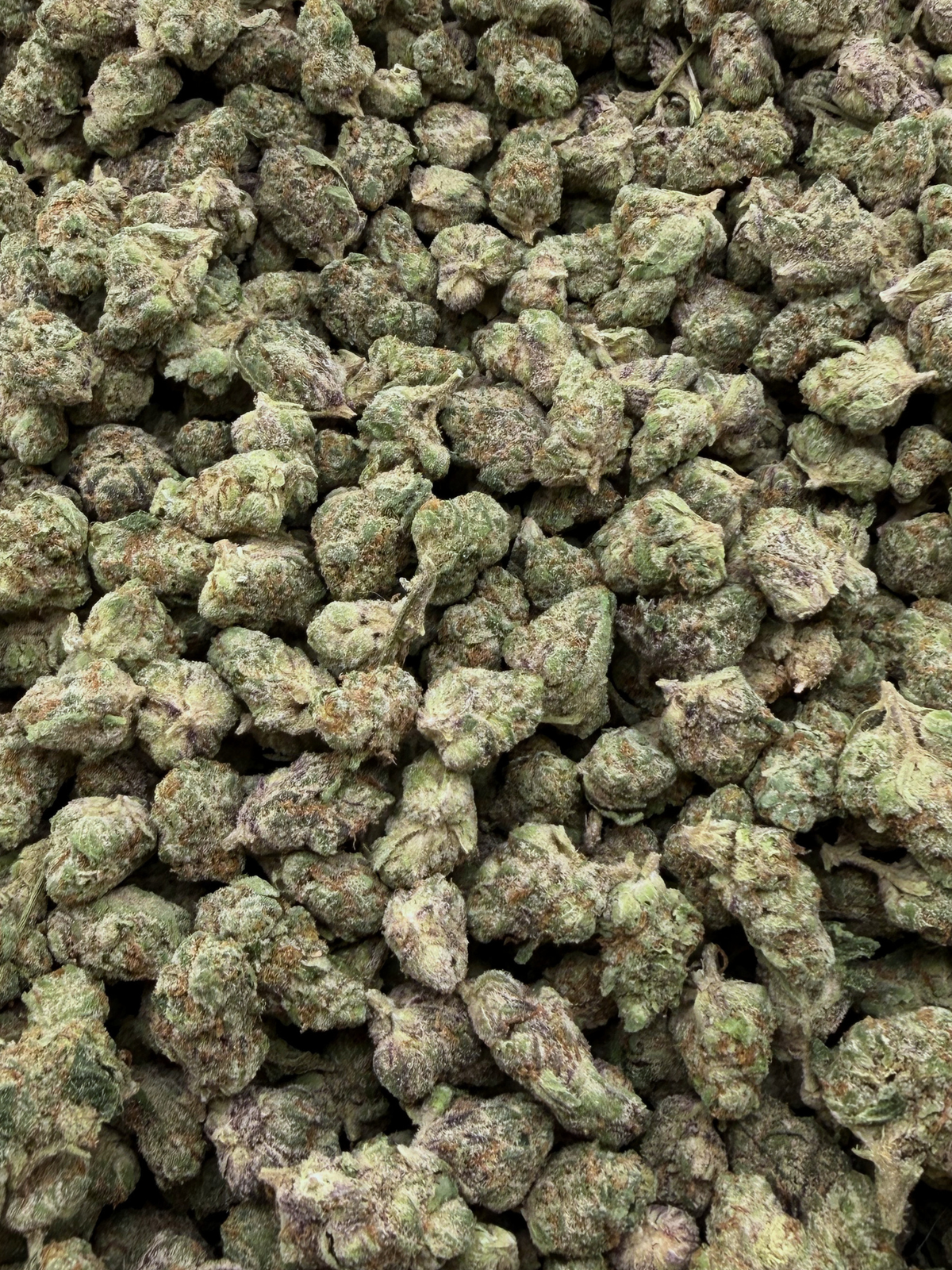 King Louis THCA Indoor Living Soil Flower August Cannabis Club