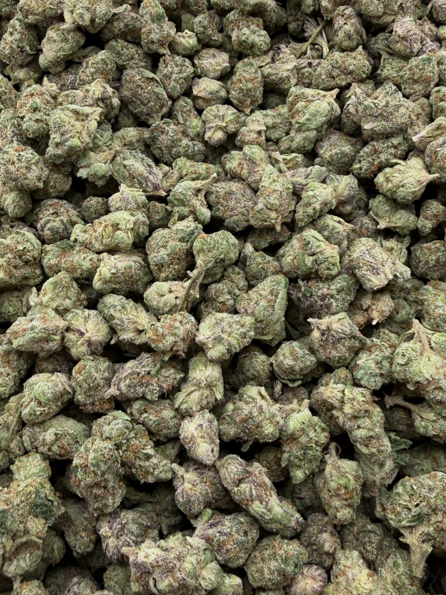 King Louis THCA Indoor Living Soil Flower August Cannabis Club