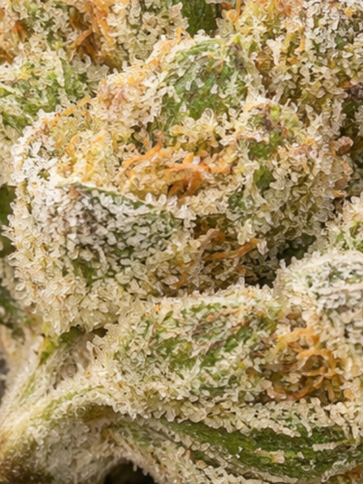 Lemon Gas Mask THCA Smalls August Cannabis Club