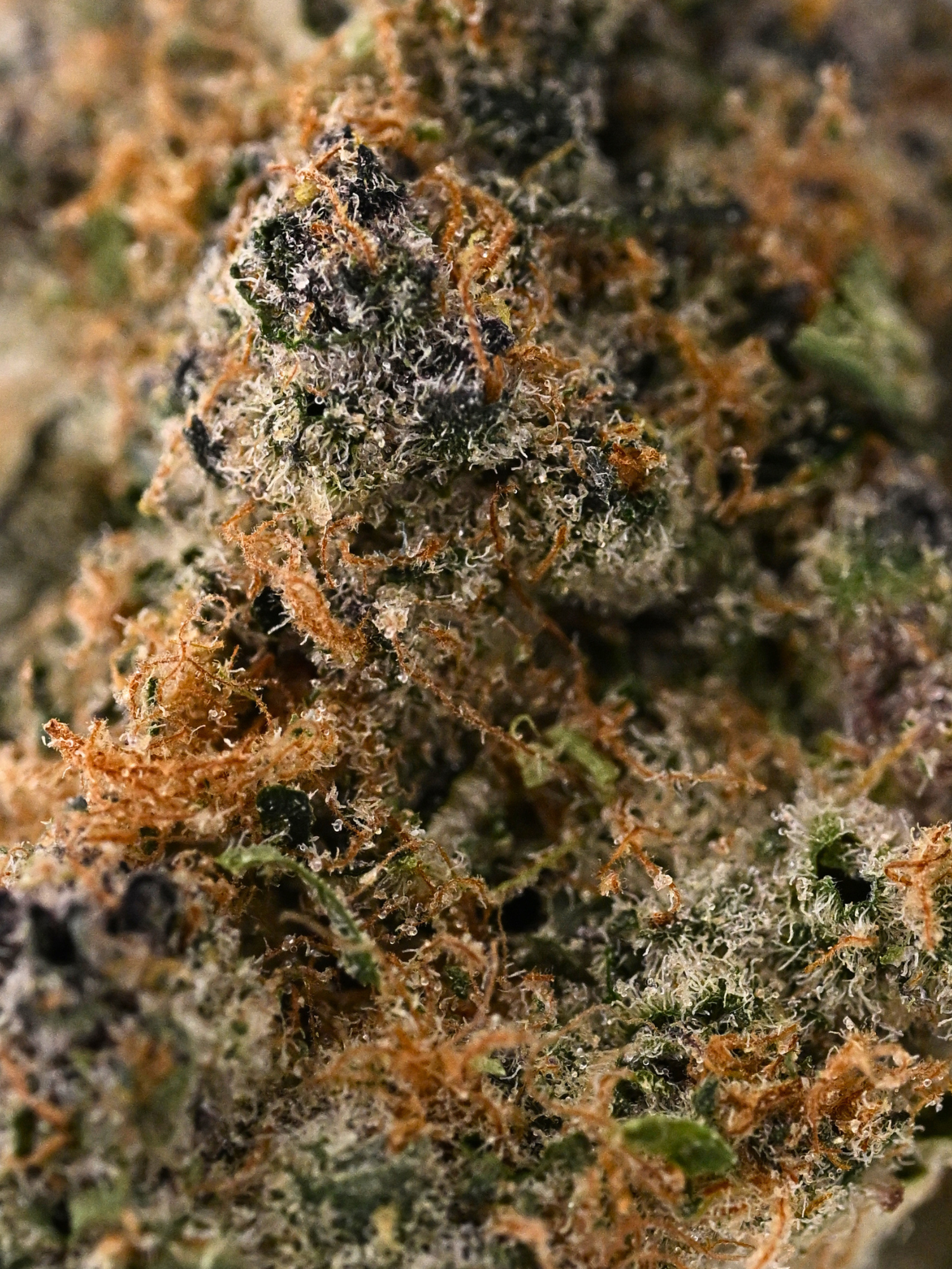 Mac Daddy Hybrid August Cannabis Club THCA Flower