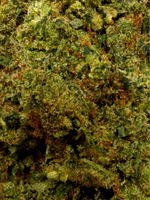 Mai Thai THCA Greenhouse Flower August Cannabis Club