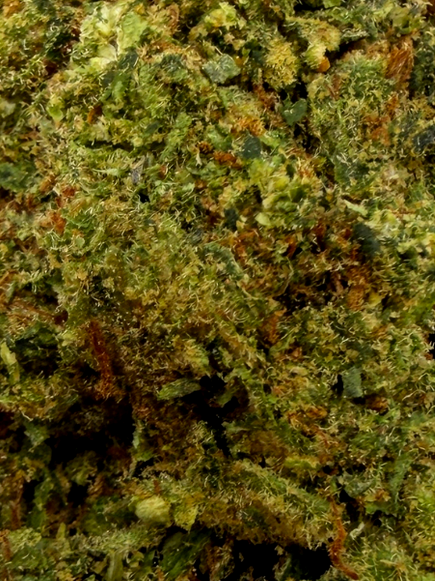 Mai Thai THCA Greenhouse Flower August Cannabis Club