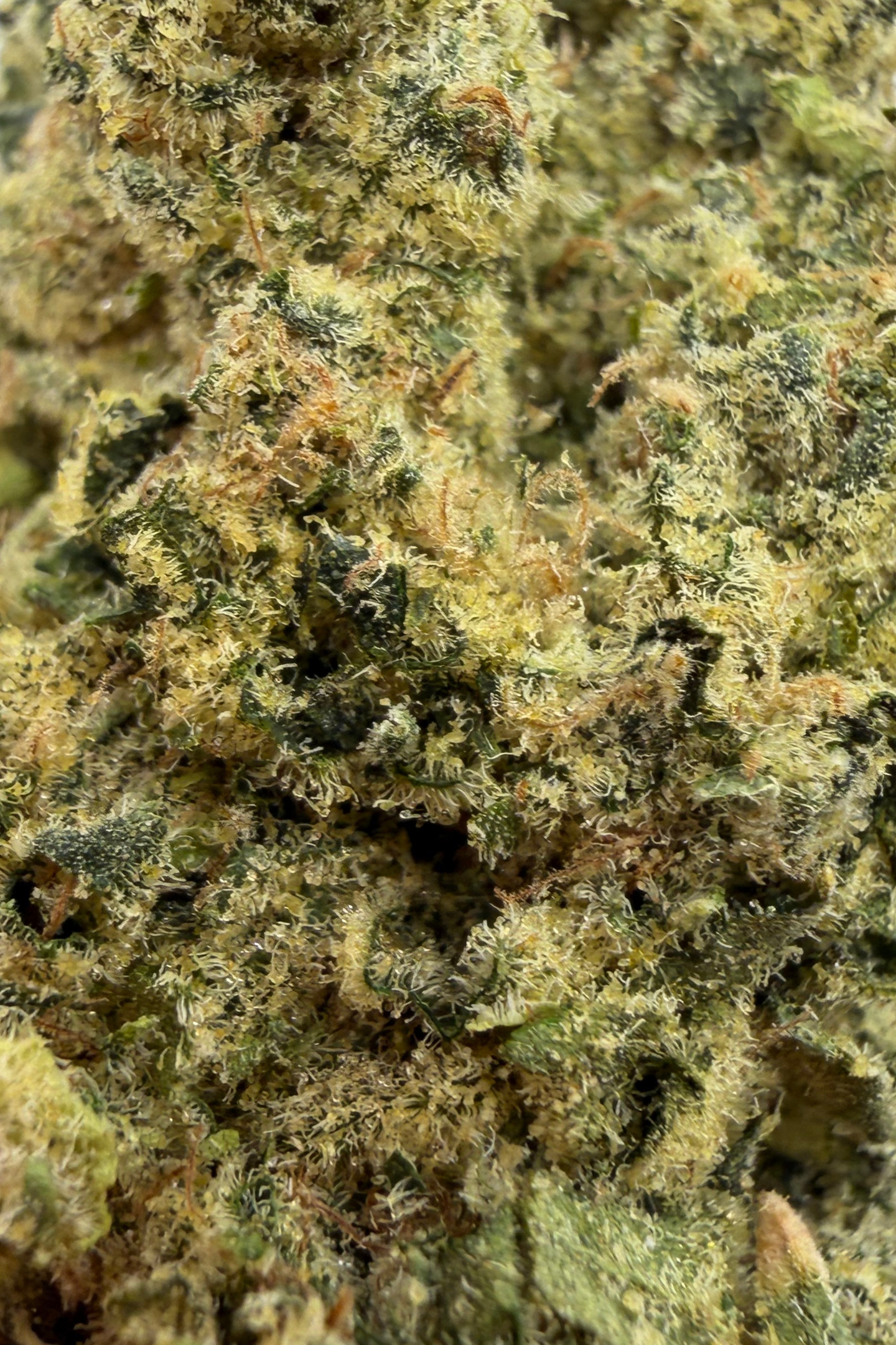 Midnight Phunk Greenhouse Indica THCa Flower August Cannabis Club