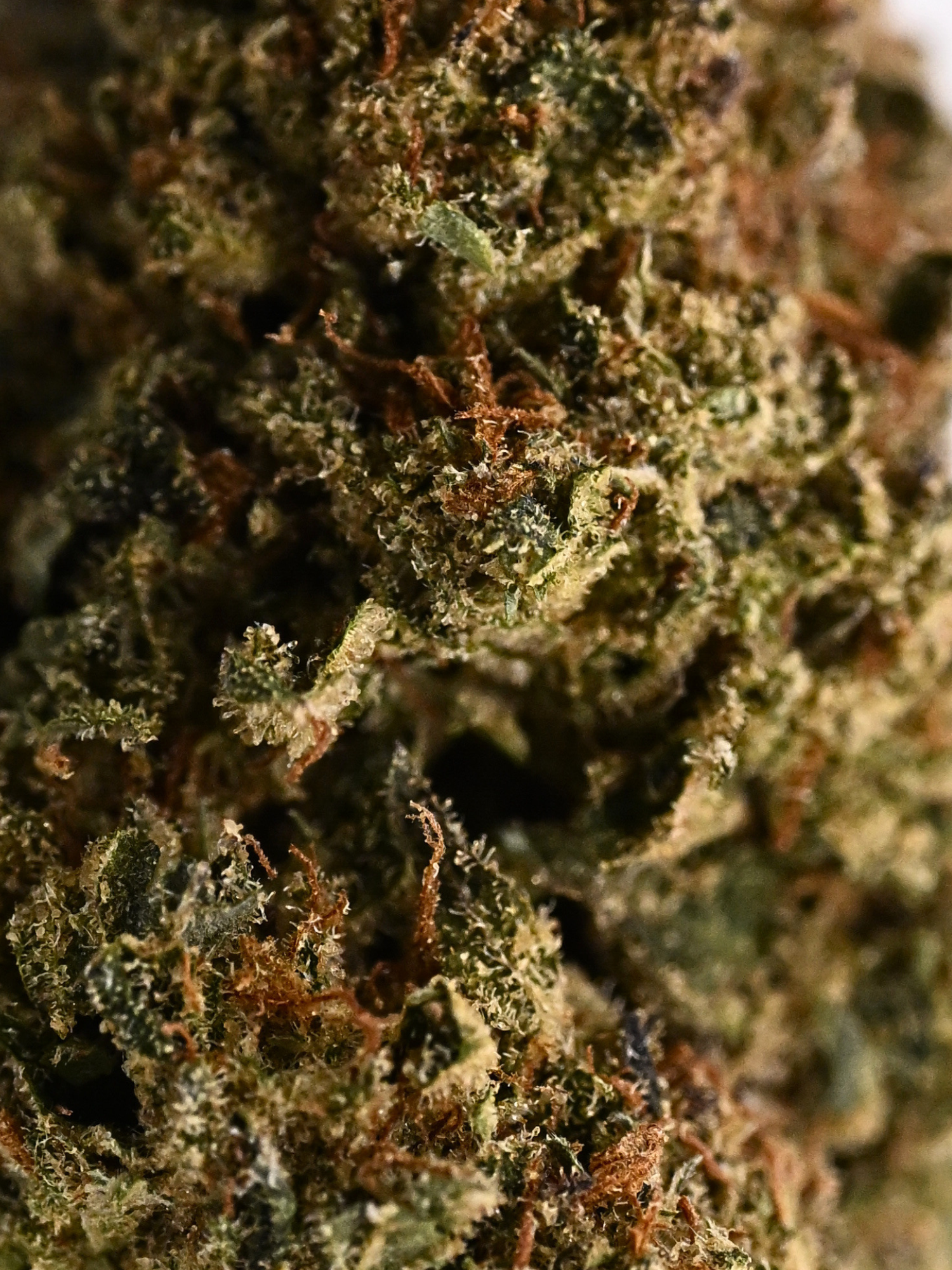 Motorbreath Greenhouse Indica August Cannabis Club THCA Flower