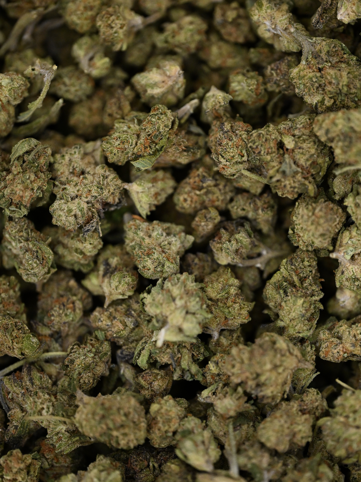 Close-up of Mule Fuel Greenhouse Smalls showing crystal trichomes and bright orange hairs | August Cannabis Club