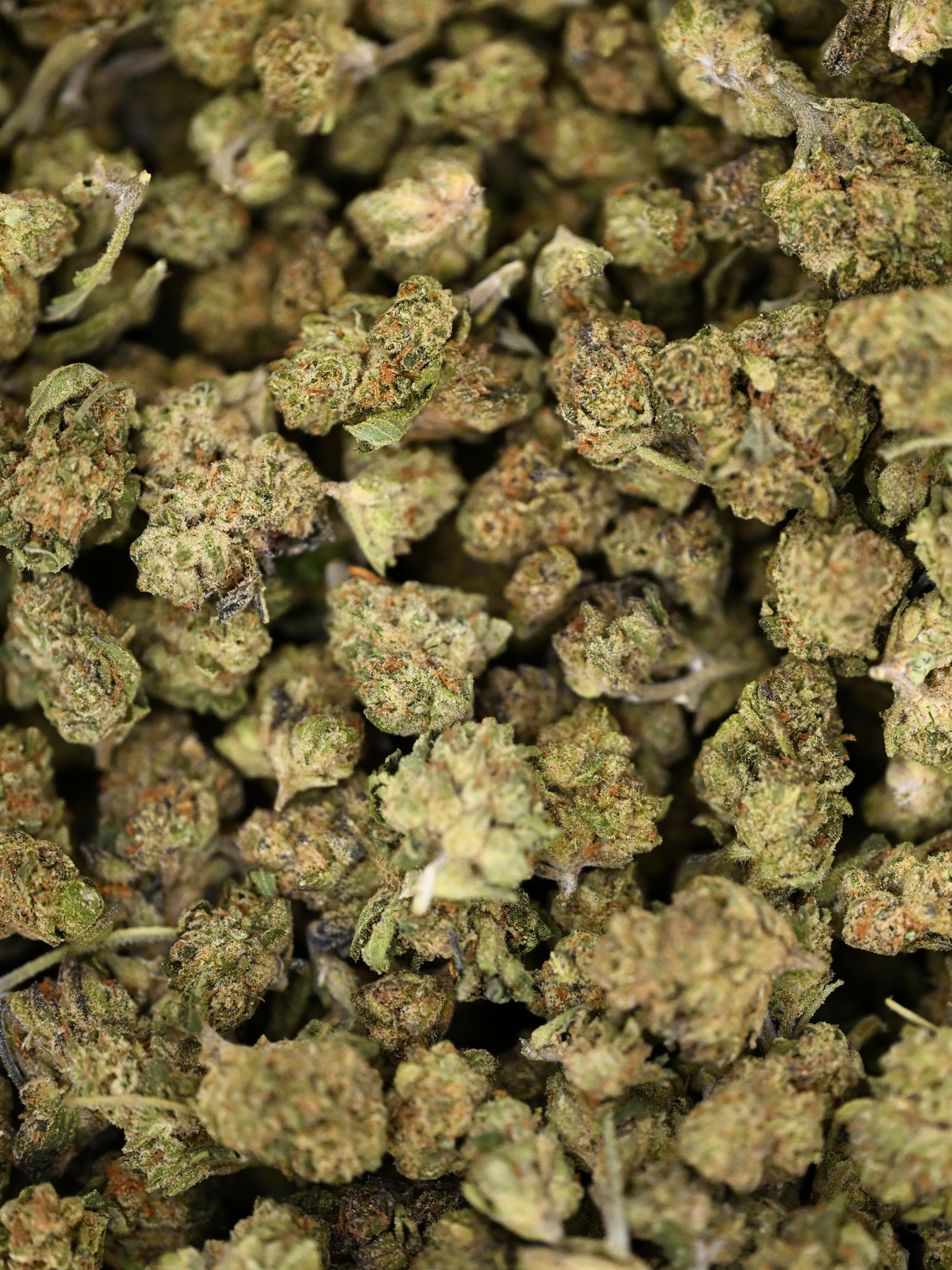 Close-up of Mule Fuel THCa Greenhouse Smalls showing crystal trichomes and bright orange hairs | August Cannabis Club