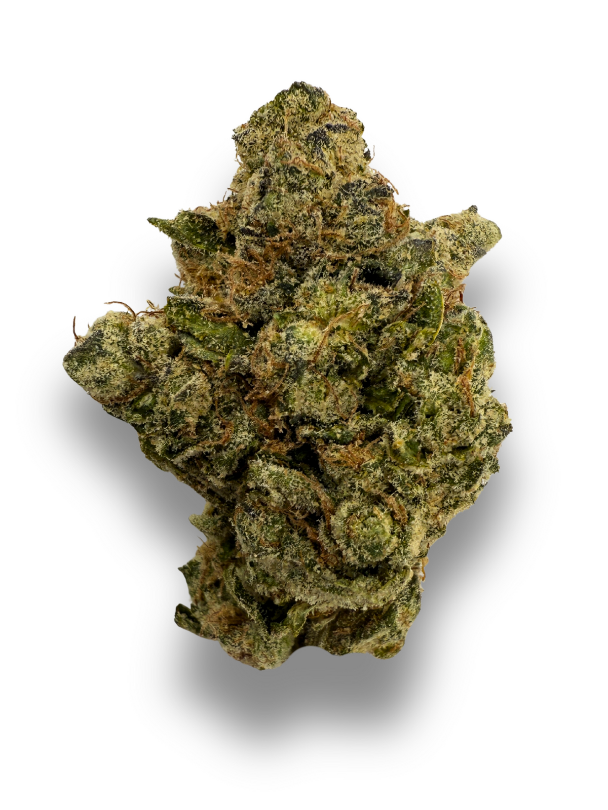 OG Kush THCA Flower August Cannabis Club Indoors Living Soil