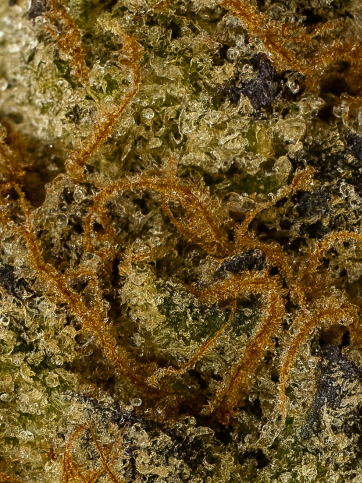 OG Kush THCA Flower August Cannabis Club Indoors Living Soil Closeup