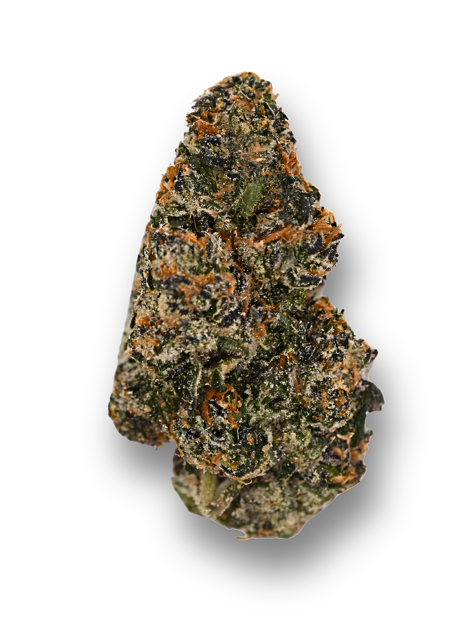 Orange Cookies August Cannabis Club Indoor Living Soil THCA Flower