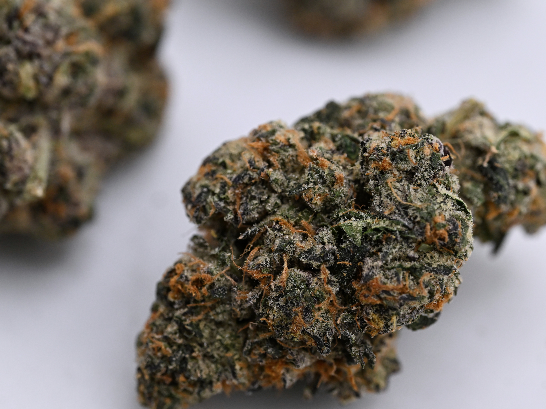 Orange Cookies August Cannabis Club Indoor Living Soil THCA Flower