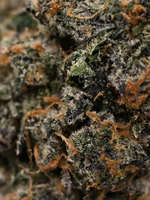 Orange Cookies August Cannabis Club Indoor Living Soil THCA Flower