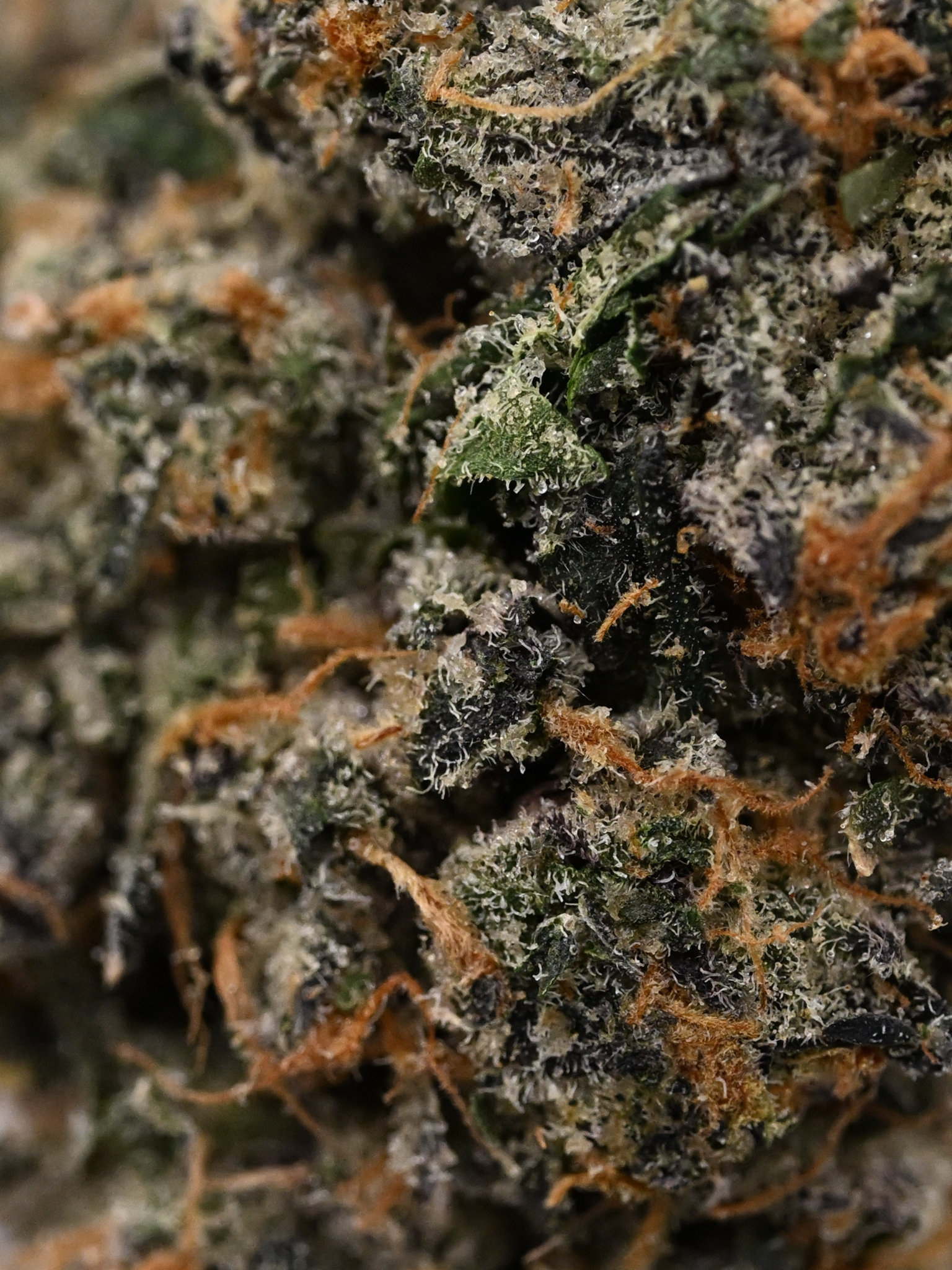 Orange Cookies August Cannabis Club Indoor Living Soil THCA Flower