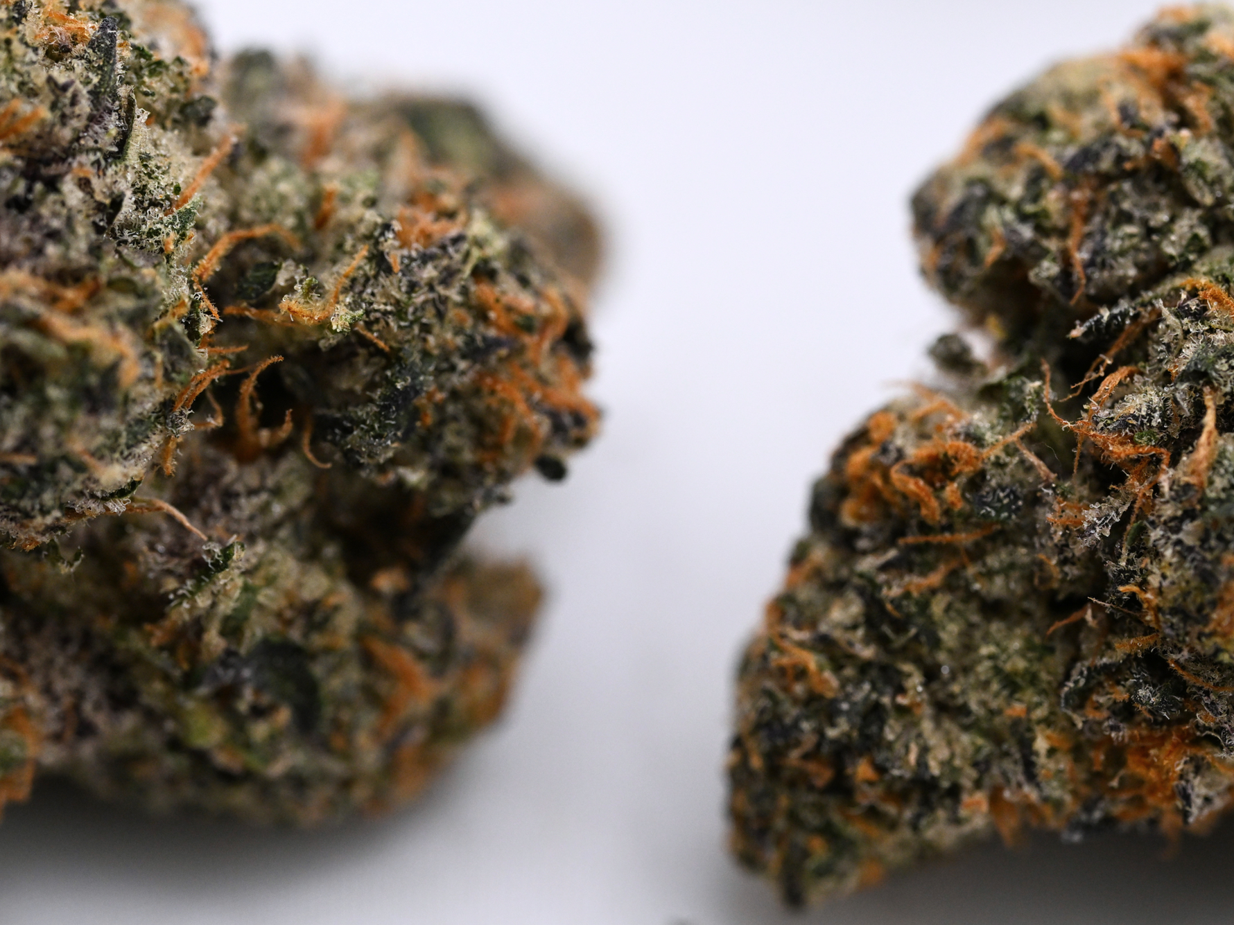 Orange Cookies August Cannabis Club Indoor Living Soil THCA Flower