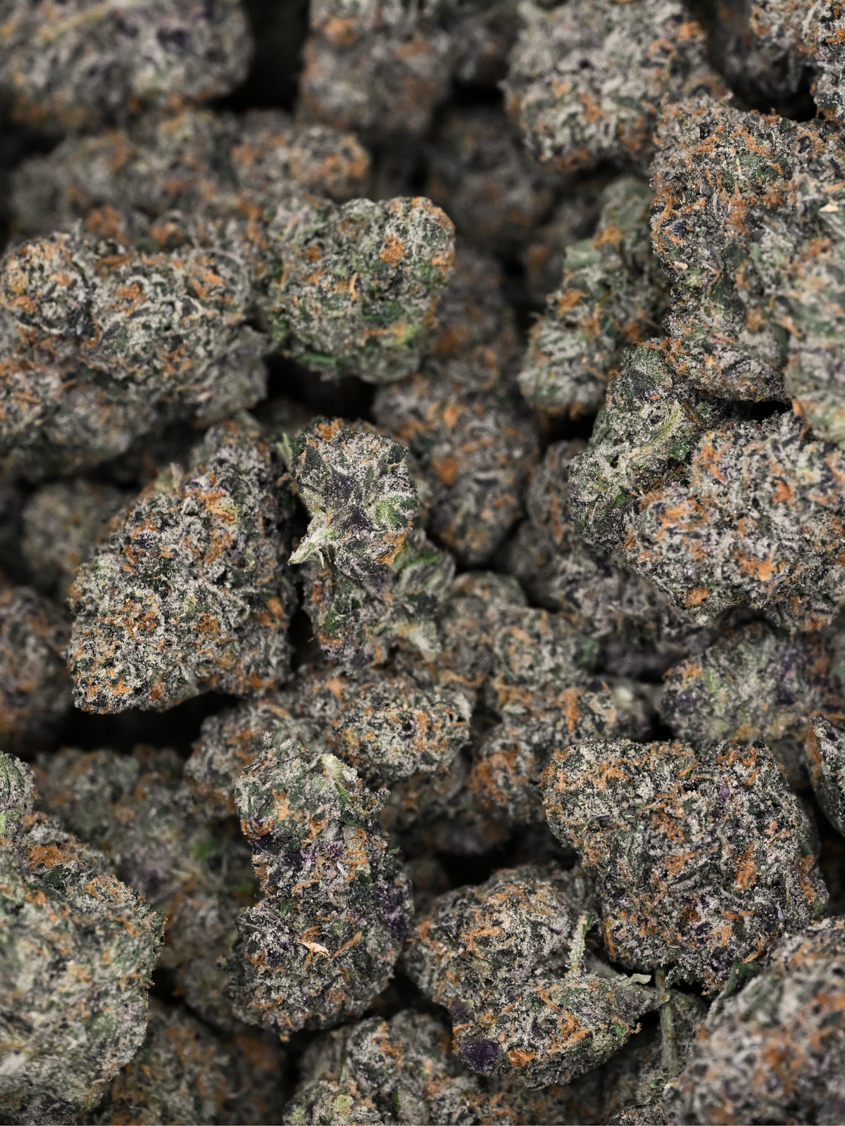 Orange Cookies August Cannabis Club Indoor Living Soil THCA Flower