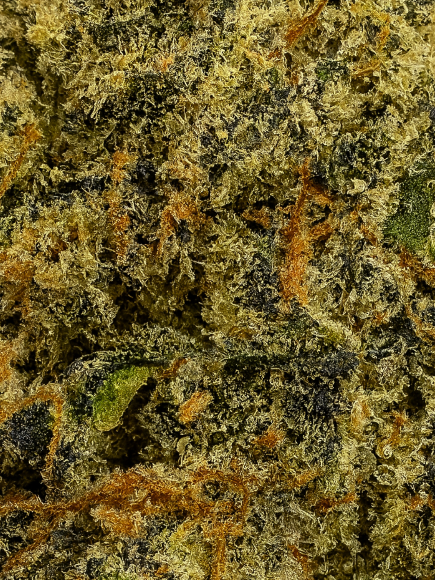 Orange Push Pop THCA Flower August Cannabis Club Indoors Living Soil Closeup