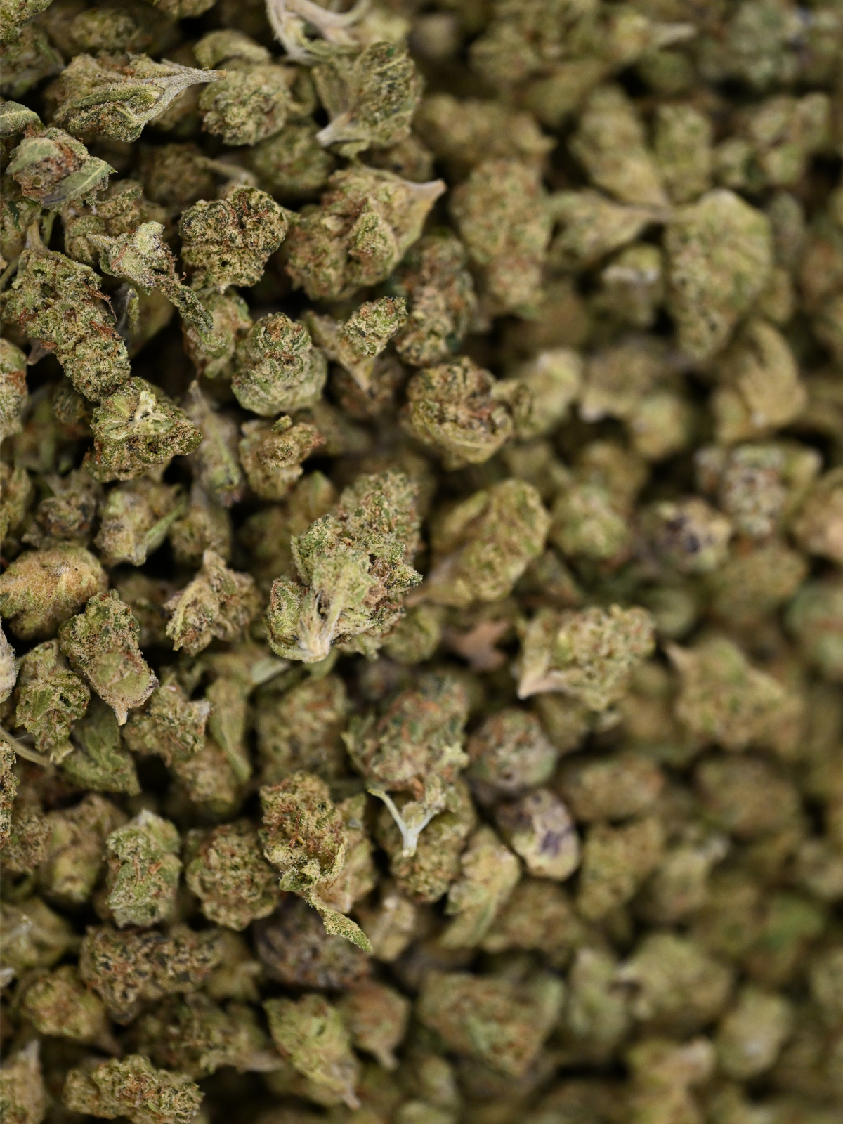 Close-up of Pave Khalifa Greenhouse Smalls showing crystal trichomes and bright orange hairs | August Cannabis Club