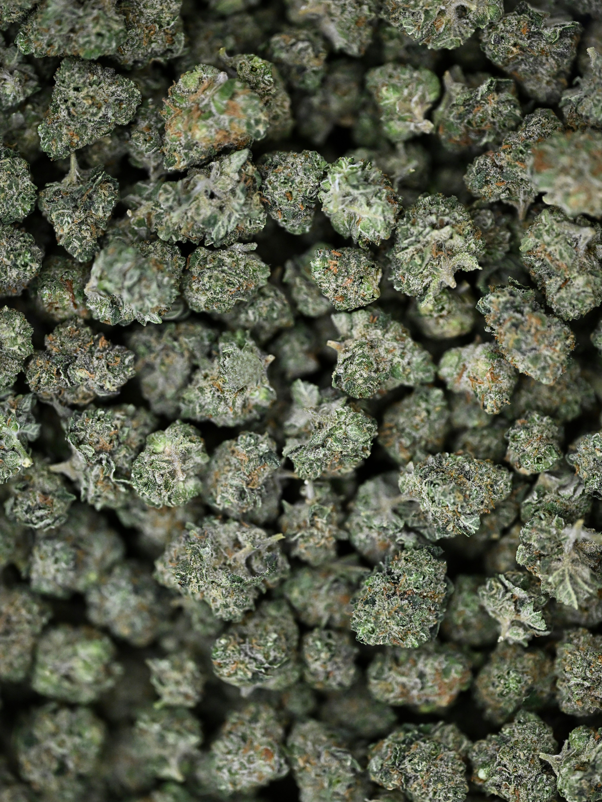 Close-up of Pave Khalifa Greenhouse Smalls showing crystal trichomes and bright orange hairs | August Cannabis Club