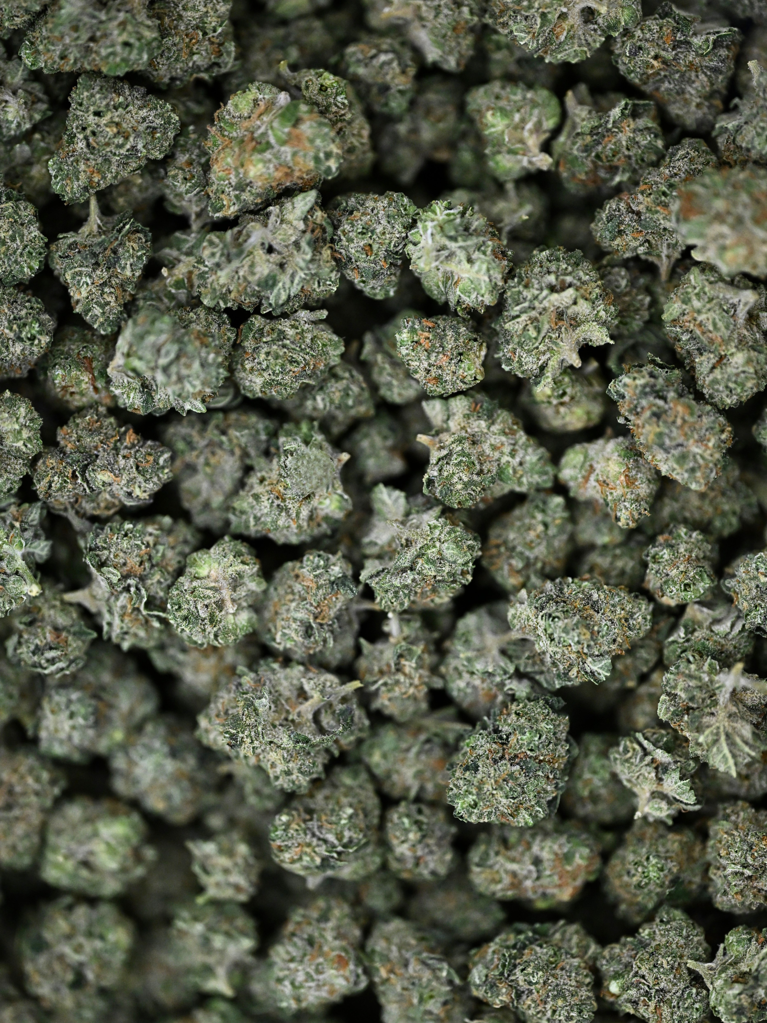 Close-up of Pave Khalifa Greenhouse Smalls showing crystal trichomes and bright orange hairs | August Cannabis Club