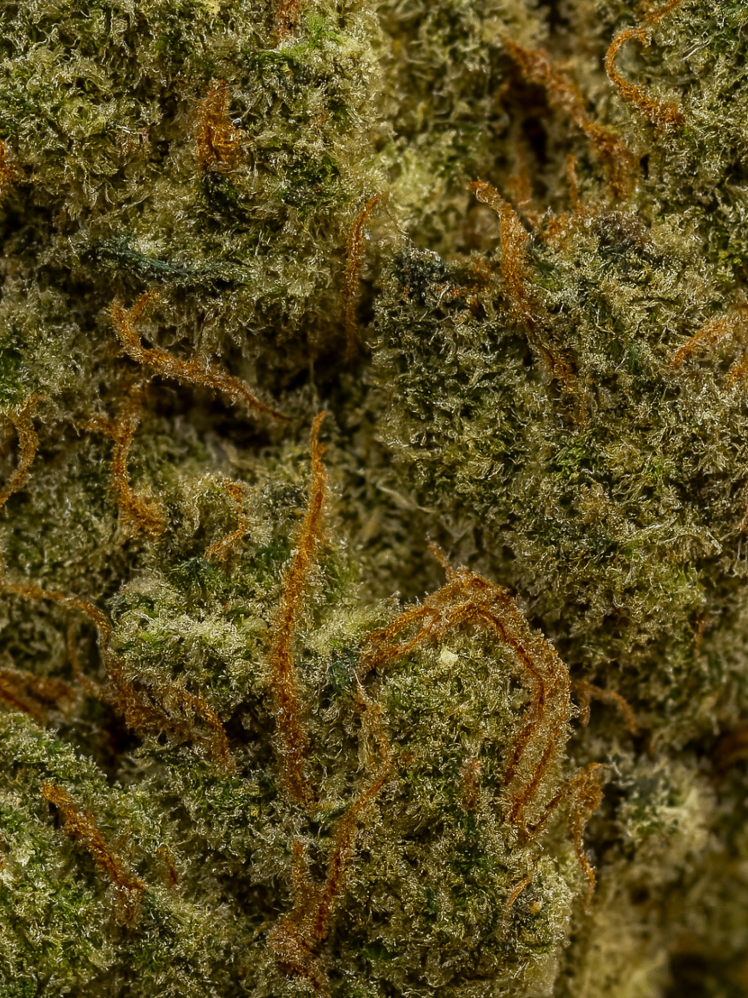 Pineapple Express THCA Flower August Cannabis Club  