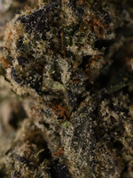 Pink Panties August Cannabis Club Indica Living Soil THCA Flower