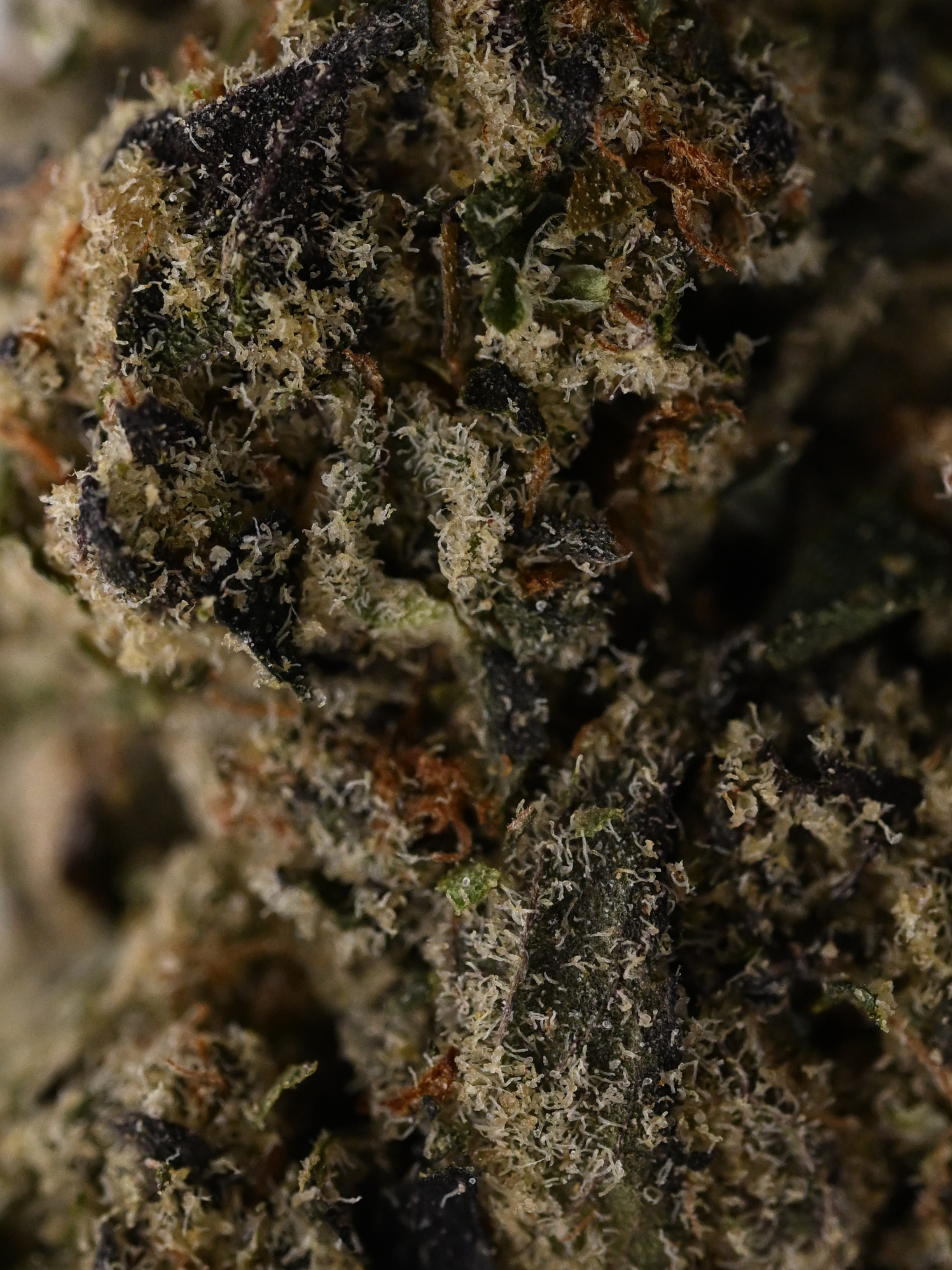 Pink Panties August Cannabis Club Indica Living Soil THCA Flower