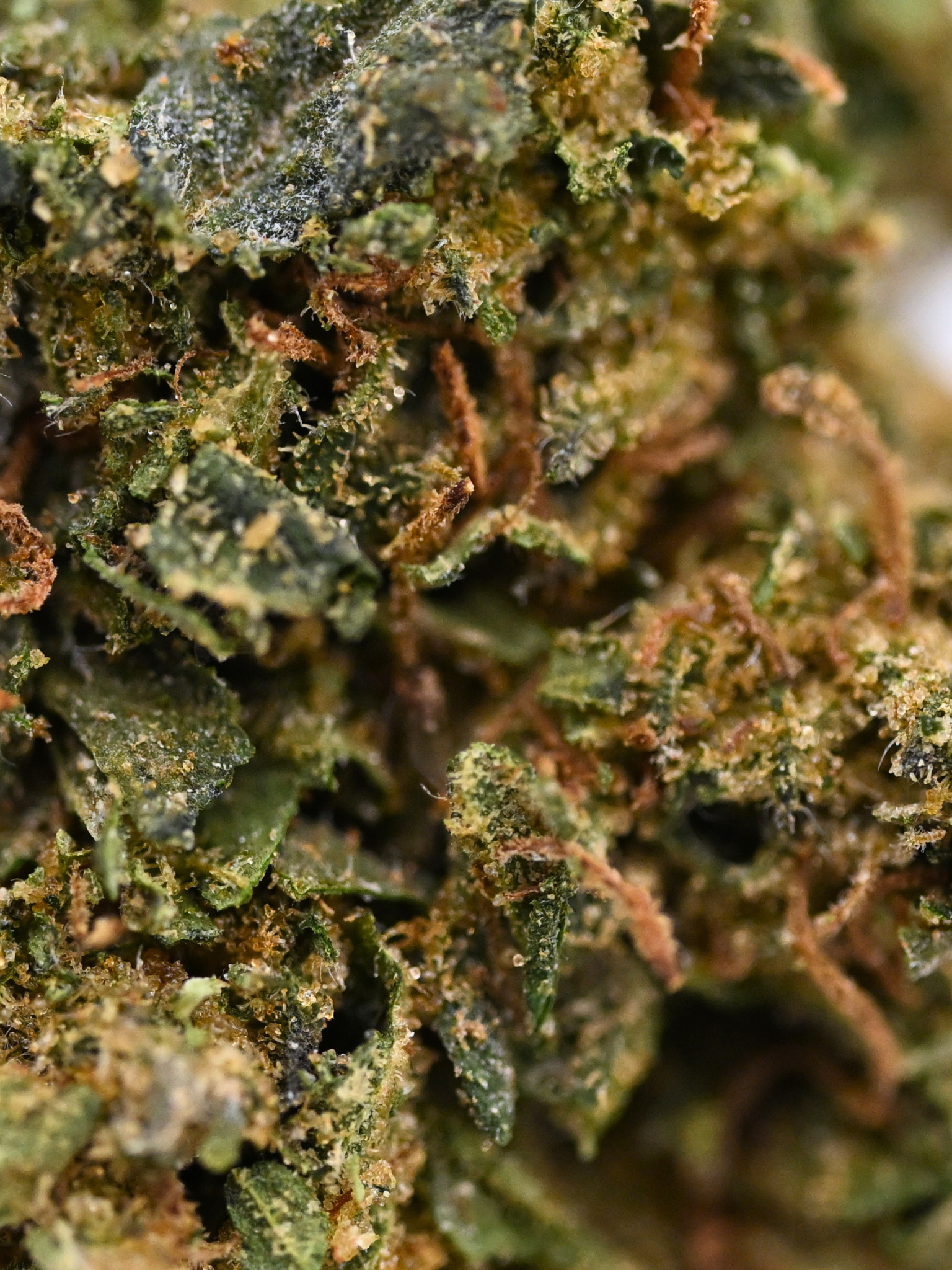 Close-up of Pink Tuna Greenhouse THCa flower showing crystal trichomes and bright orange hairs | August Cannabis Club