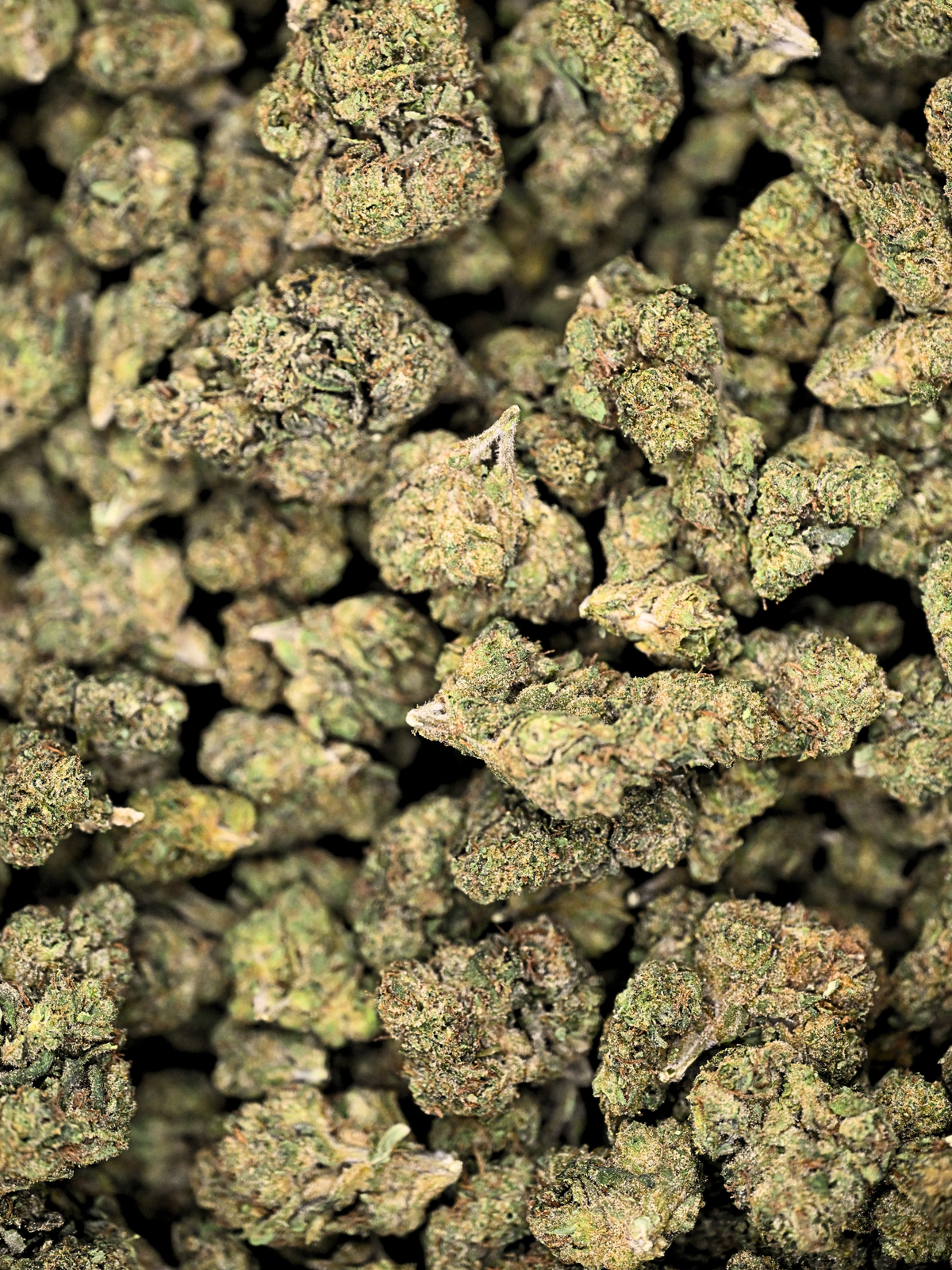 Pink Tuna Greenhouse THCa flower showing crystal trichomes and bright orange hairs | August Cannabis Club